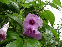 Ipomoea mauritiana fl2-t.JPG